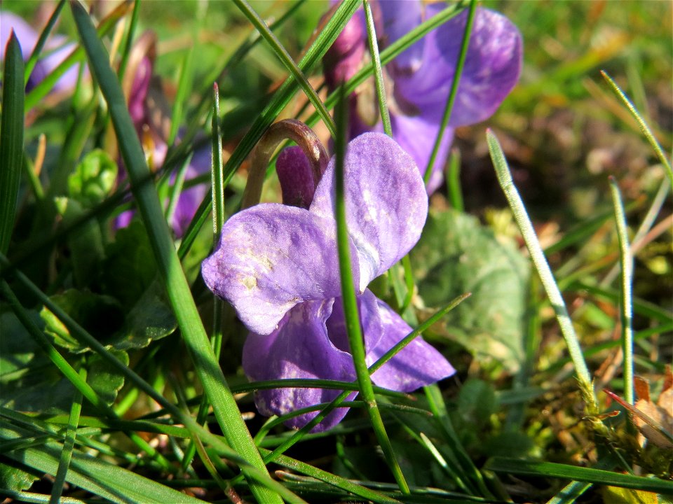 Duftveilchen (Viola odorata) im Landesgartenschaupark Hockenheim