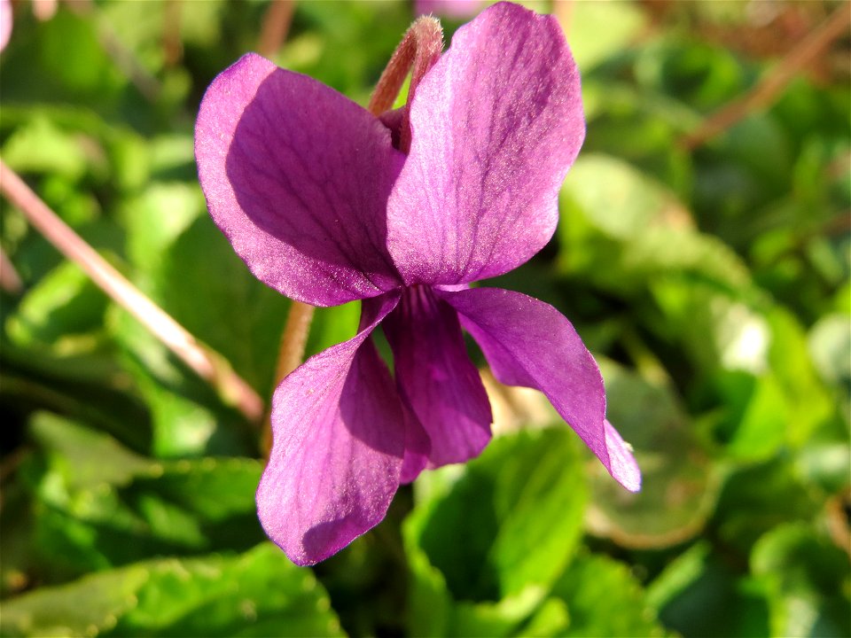 Duftveilchen (Viola odorata) in Hockenheim