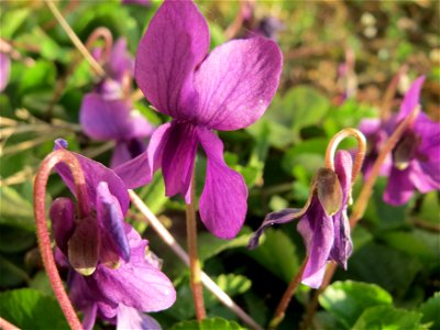 Duftveilchen (Viola odorata) in Hockenheim