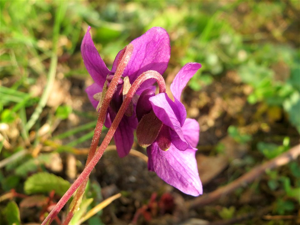 Duftveilchen (Viola odorata) in Hockenheim