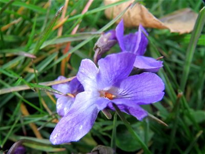 Duftveilchen (Viola odorata) im Landesgartenschaupark Hockenheim