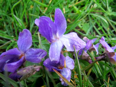 Duftveilchen (Viola odorata) im Landesgartenschaupark Hockenheim photo