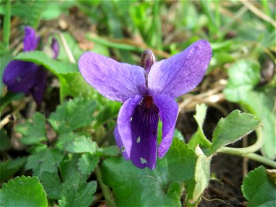 Duftveilchen (Viola odorata) am Staden in Saarbrücken