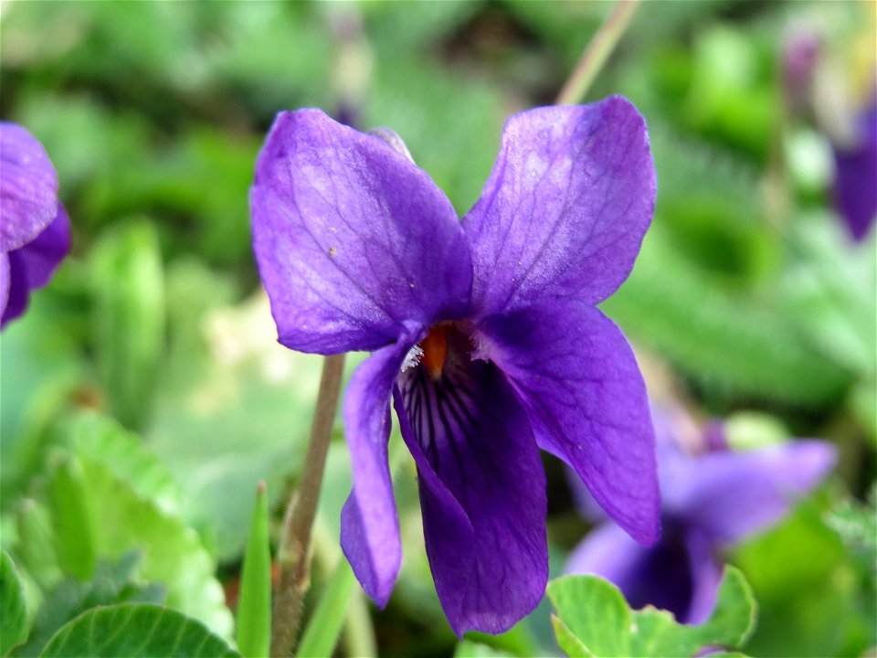Duftveilchen (Viola odorata) am Staden in Saarbrücken
