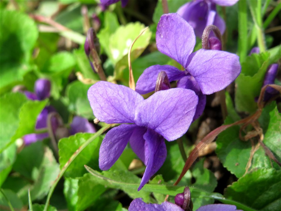 Duftveilchen (Viola odorata) am Staden in Saarbrücken