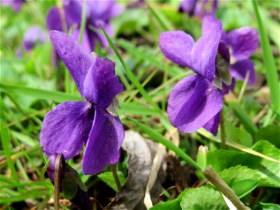 Duftveilchen (Viola odorata) am Staden in Saarbrücken