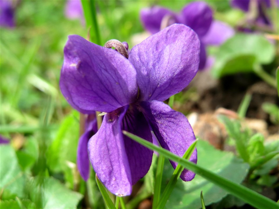 Duftveilchen (Viola odorata) am Staden in Saarbrücken