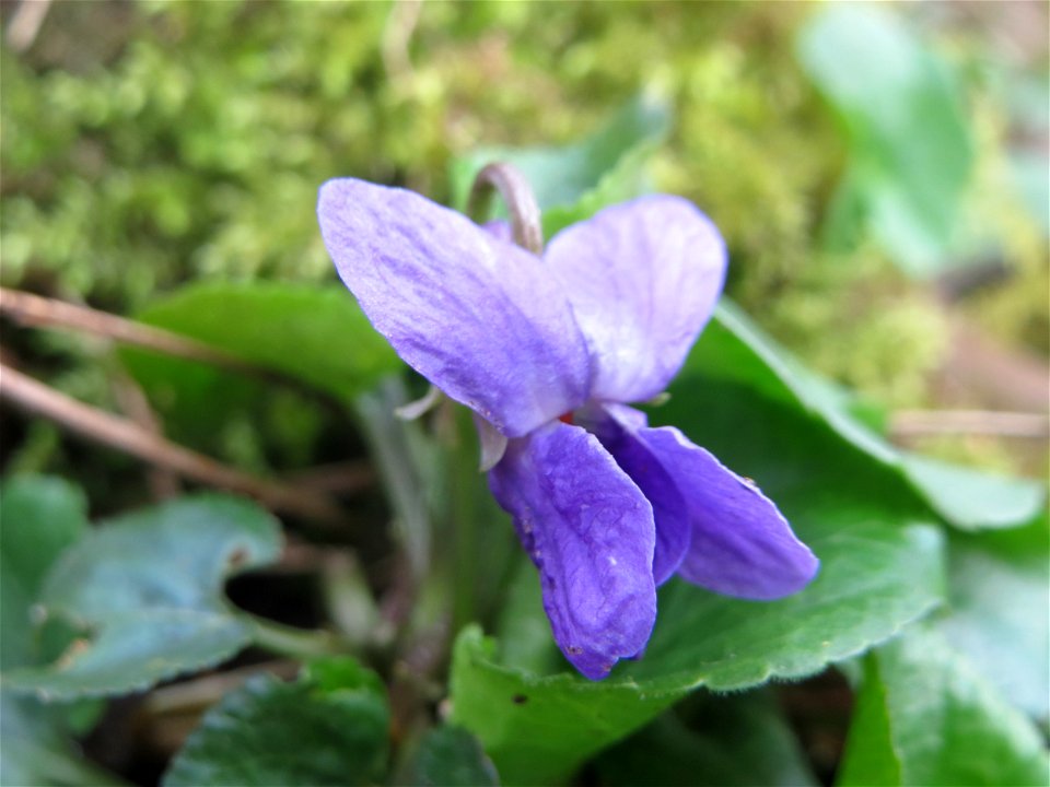 Duftveilchen (Viola odorata) im Naturschutzgebiet "St. Arnualer Wiesen"