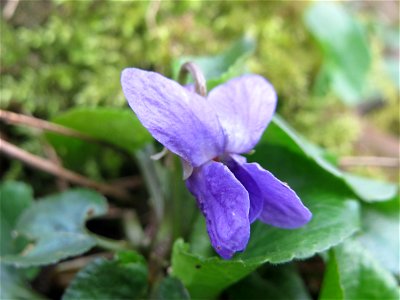 Duftveilchen (Viola odorata) im Naturschutzgebiet "St. Arnualer Wiesen"
