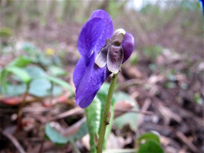 Duftveilchen (Viola odorata) im Naturschutzgebiet "St. Arnualer Wiesen"