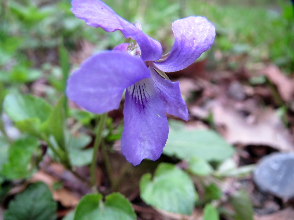 Duftveilchen (Viola odorata) im Brettwald (Malscher Aue)