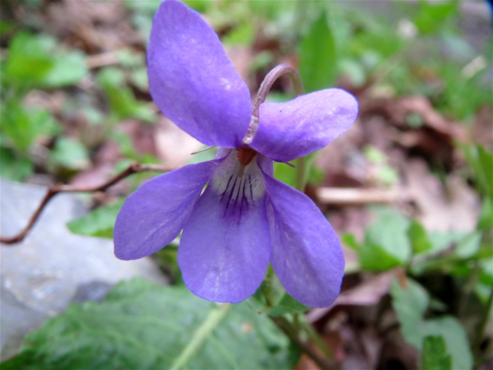 Duftveilchen (Viola odorata) im Brettwald (Malscher Aue)