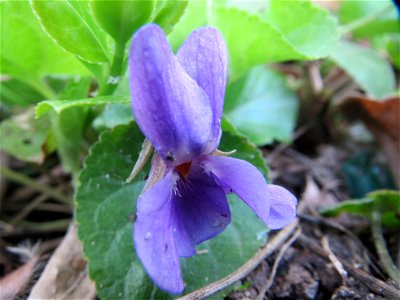 Duftveilchen (Viola odorata) in Heidelberg