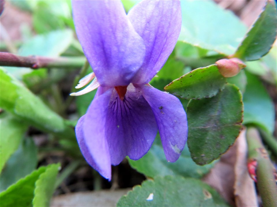 Duftveilchen (Viola odorata) in Heidelberg