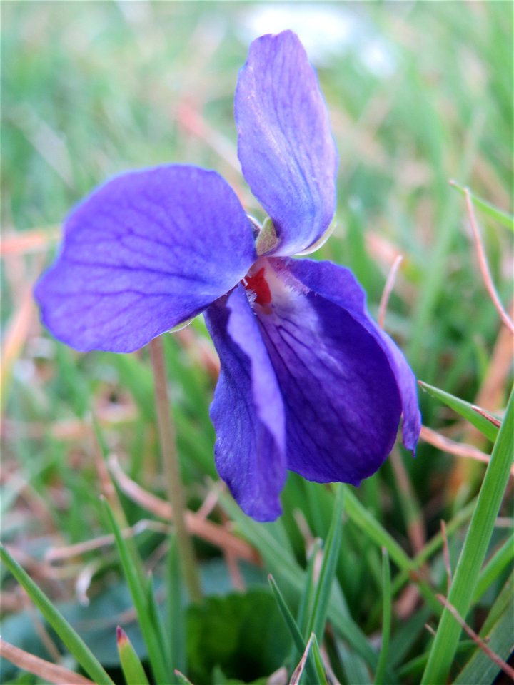 Duftveilchen (Viola odorata) im Landesgartenschaupark in Hockenheim