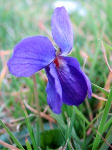 Duftveilchen (Viola odorata) im Landesgartenschaupark in Hockenheim