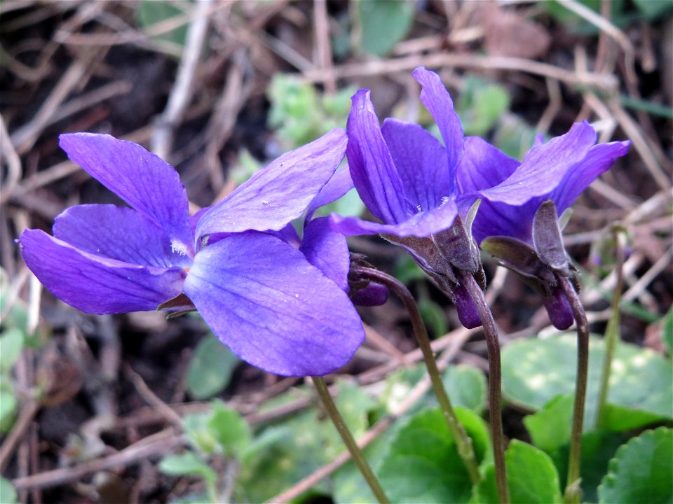 Duftveilchen (Viola odorata) im Landesgartenschaupark in Hockenheim