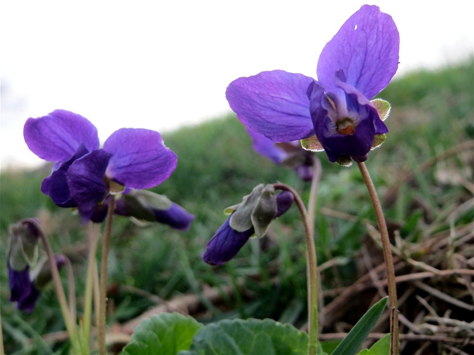 Duftveilchen (Viola odorata) im Landesgartenschaupark in Hockenheim
