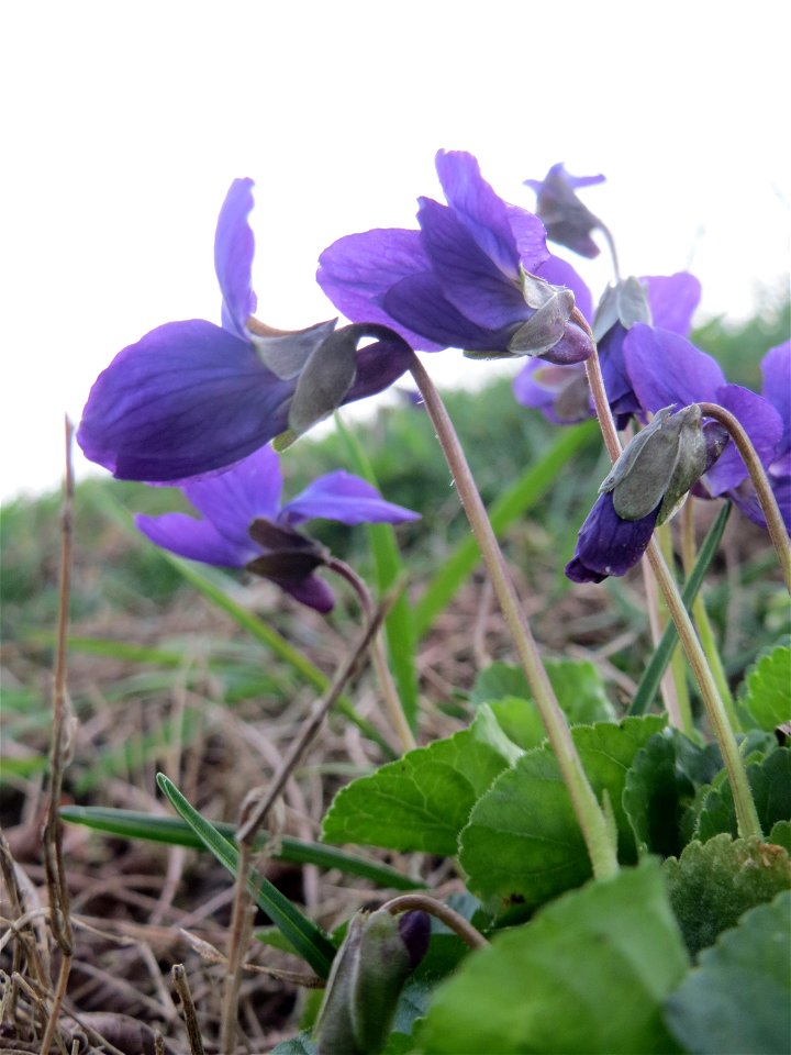 Duftveilchen (Viola odorata) im Landesgartenschaupark in Hockenheim