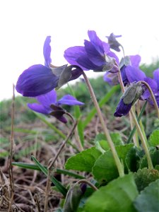 Duftveilchen (Viola odorata) im Landesgartenschaupark in Hockenheim