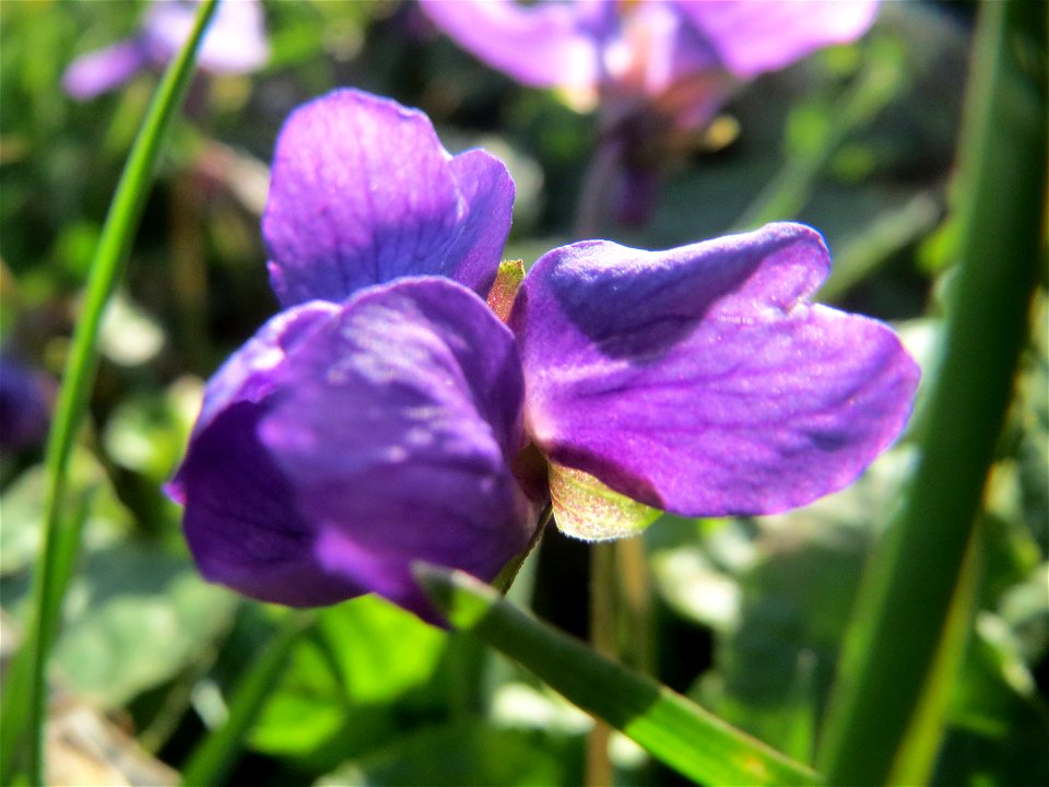 Duftveilchen (Viola odorata) im Landesgartenschaupark in Hockenheim