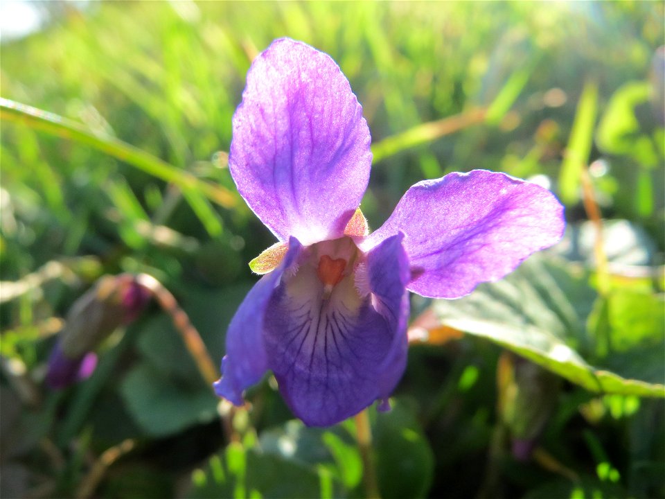 Duftveilchen (Viola odorata) im Landesgartenschaupark in Hockenheim
Magyar:  Illatos ibolya (Viola odorata) a hockenheimi botanikus kertben