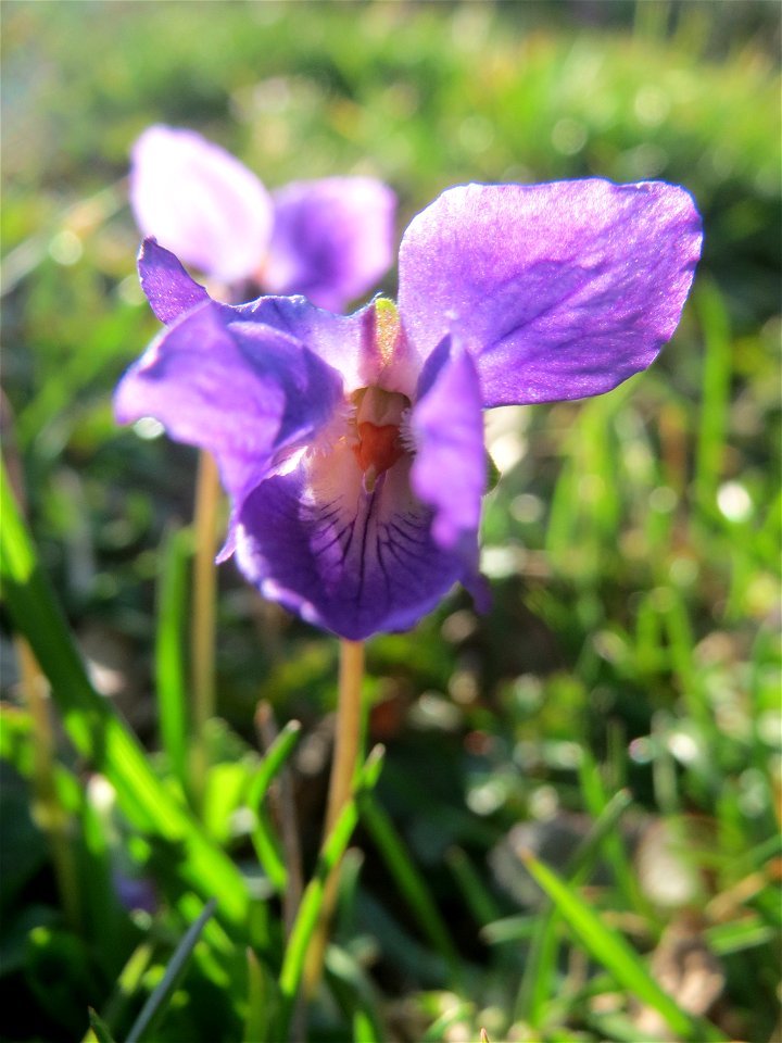 Duftveilchen (Viola odorata) im Landesgartenschaupark in Hockenheim