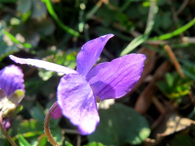 Duftveilchen (Viola odorata) im Landesgartenschaupark in Hockenheim