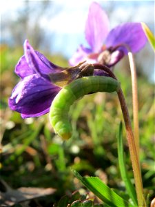 Duftveilchen (Viola odorata) im Landesgartenschaupark in Hockenheim