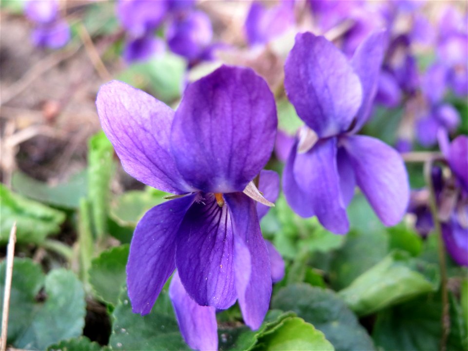 Duftveilchen (Viola odorata) in Hockenheim