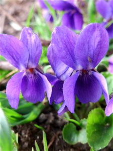 Duftveilchen (Viola odorata) in Hockenheim