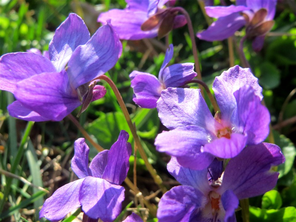 Duftveilchen (Viola odorata) im Landesgartenschaupark in Hockenheim