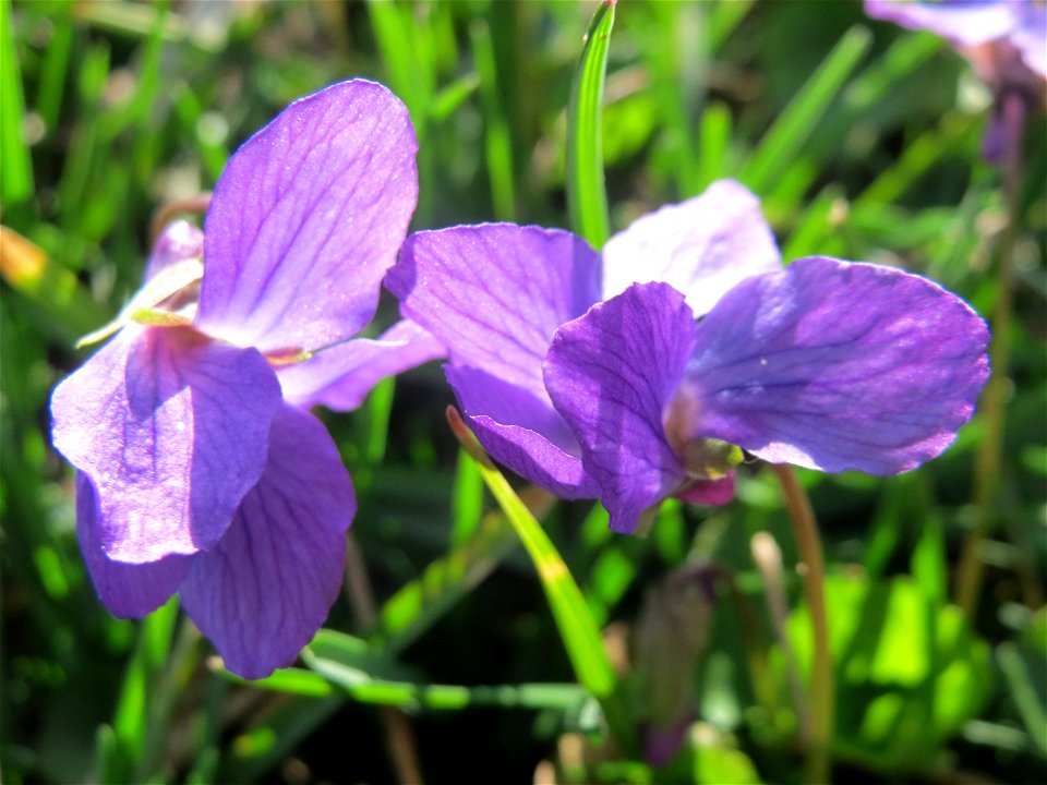 Duftveilchen (Viola odorata) im Landesgartenschaupark in Hockenheim