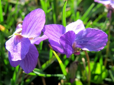 Duftveilchen (Viola odorata) im Landesgartenschaupark in Hockenheim