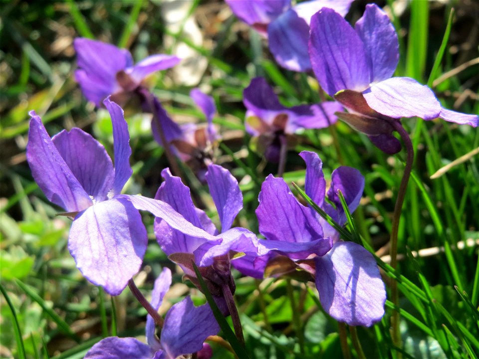 Duftveilchen (Viola odorata) im Landesgartenschaupark in Hockenheim