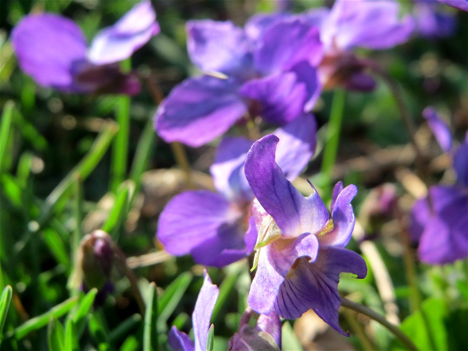 Duftveilchen (Viola odorata) im Landesgartenschaupark in Hockenheim