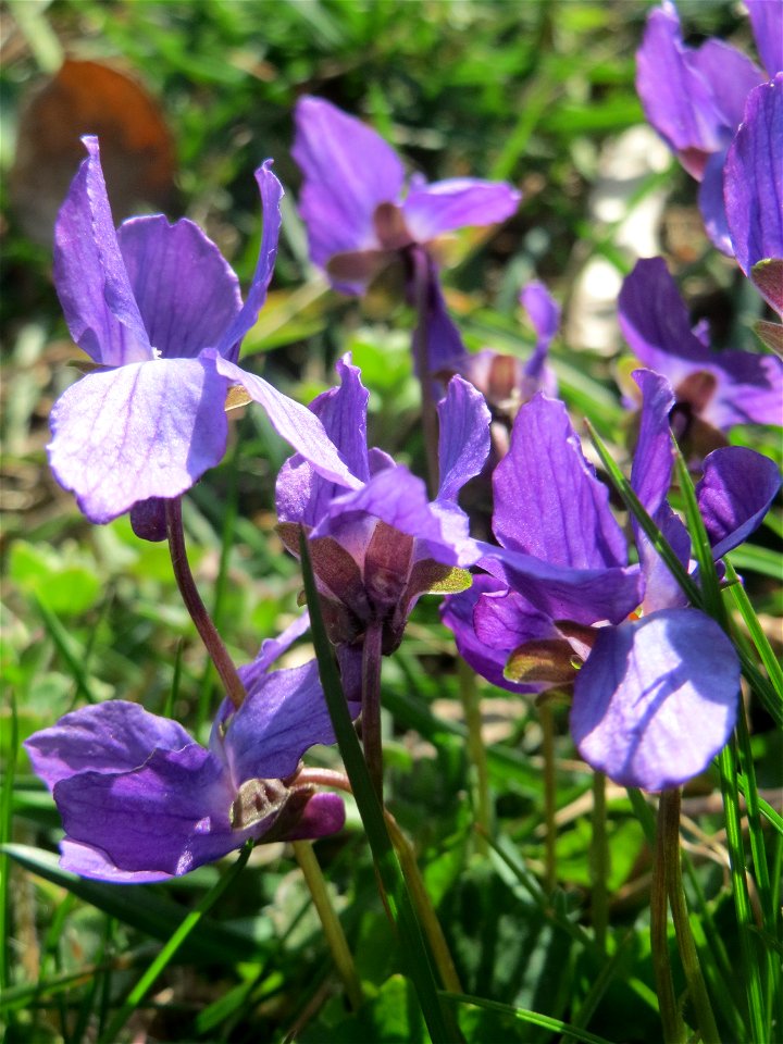 Duftveilchen (Viola odorata) im Landesgartenschaupark in Hockenheim