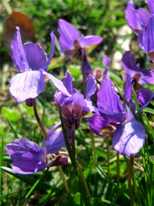 Duftveilchen (Viola odorata) im Landesgartenschaupark in Hockenheim