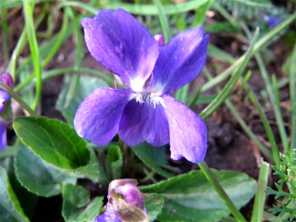 Duftveilchen (Viola odorata) an der Saar in Saarbrücken