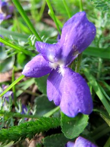 Duftveilchen (Viola odorata) an der Saar in Saarbrücken