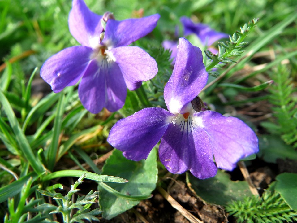Duftveilchen (Viola odorata) an der Saar in Saarbrücken