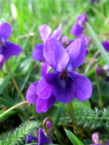 Duftveilchen (Viola odorata) an der Saar in Saarbrücken