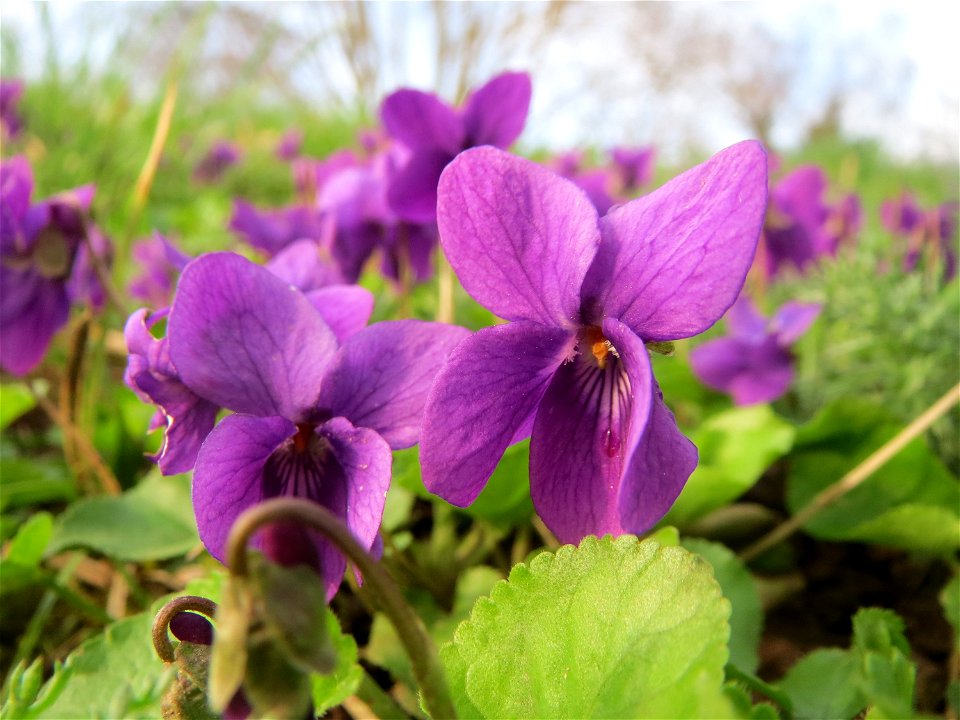 Duftveilchen (Viola odorata) an der Saar in Saarbrücken