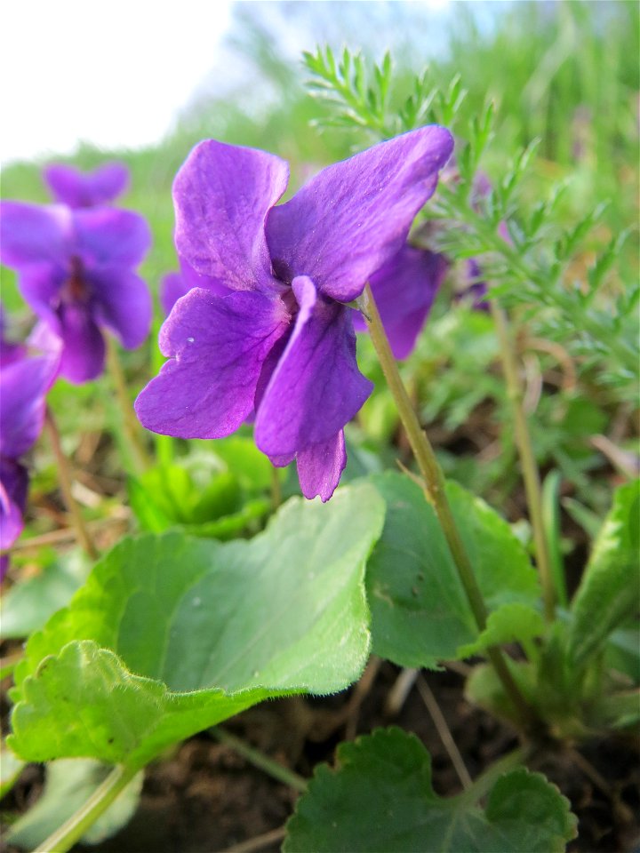 Duftveilchen (Viola odorata) an der Saar in Saarbrücken