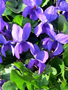 Duftveilchen (Viola odorata) an der Saar in Saarbrücken