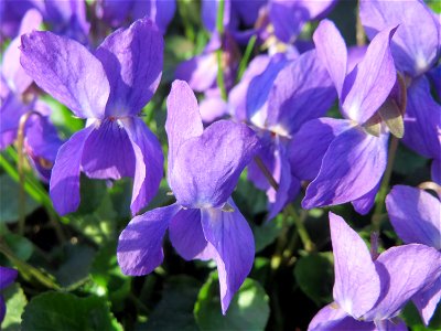 Duftveilchen (Viola odorata) an der Saar in Saarbrücken