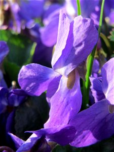 Duftveilchen (Viola odorata) an der Saar in Saarbrücken