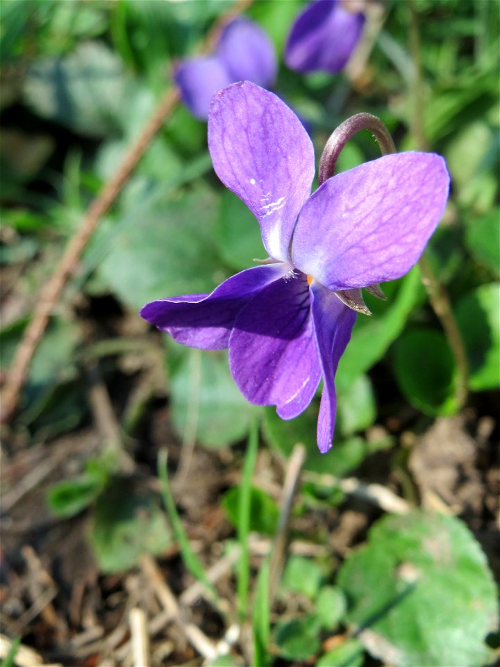 Duftveilchen (Viola odorata) an der Habsterhöhe in Alt-Saarbrücken