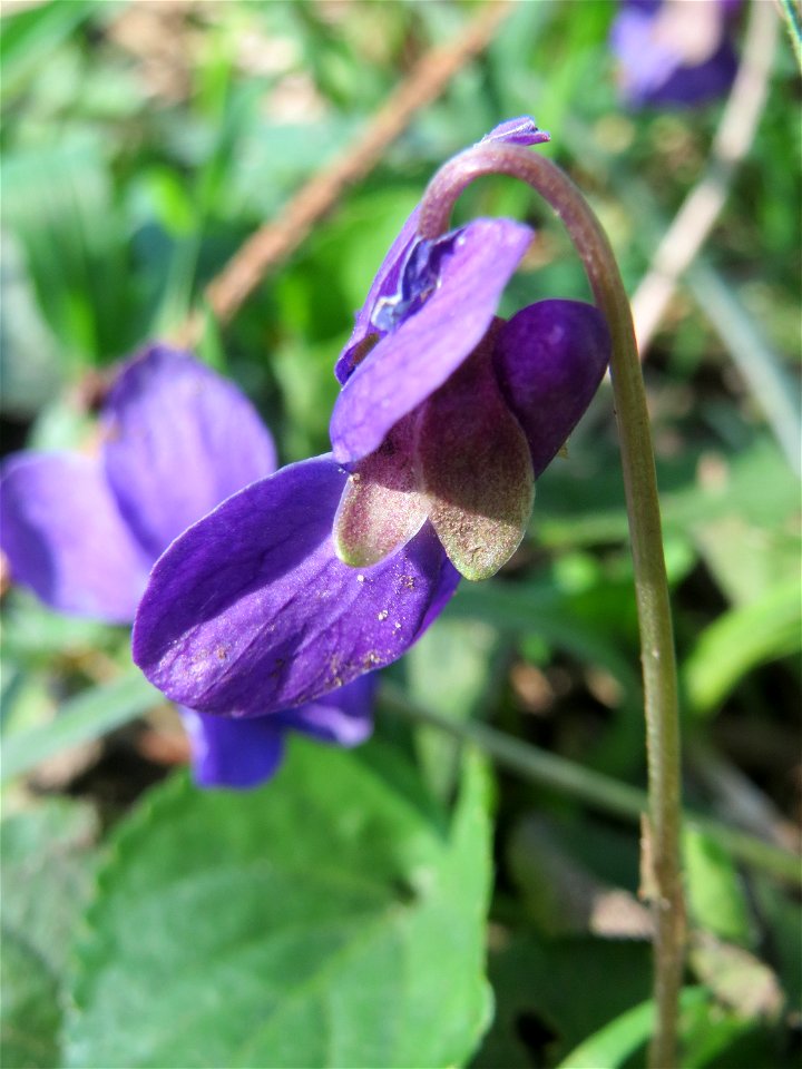 Duftveilchen (Viola odorata) an der Habsterhöhe in Alt-Saarbrücken