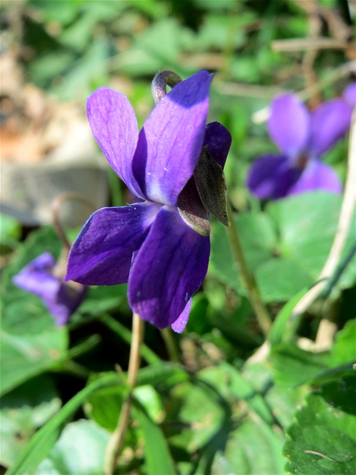 Duftveilchen (Viola odorata) an der Habsterhöhe in Alt-Saarbrücken